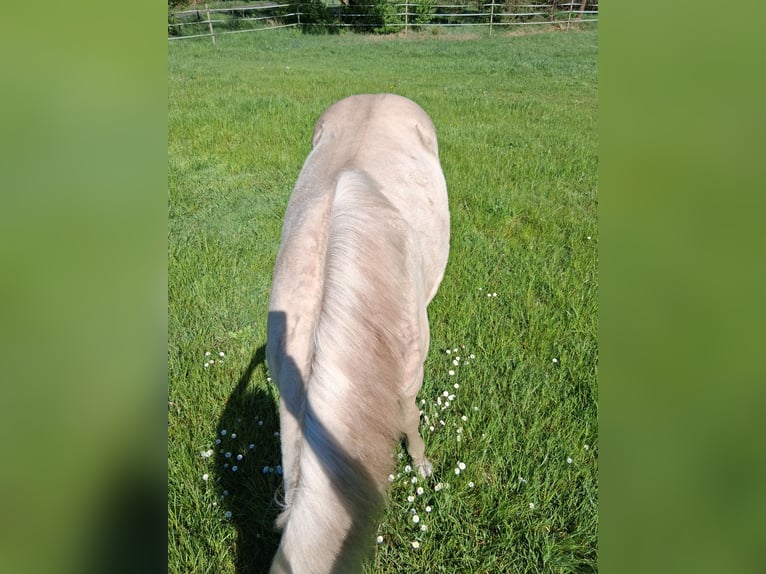 Caballo cuarto de milla Mestizo Semental 1 año 152 cm Champán in Lorup