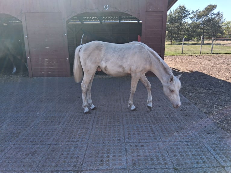 Caballo cuarto de milla Mestizo Semental 1 año 152 cm Champán in Lorup