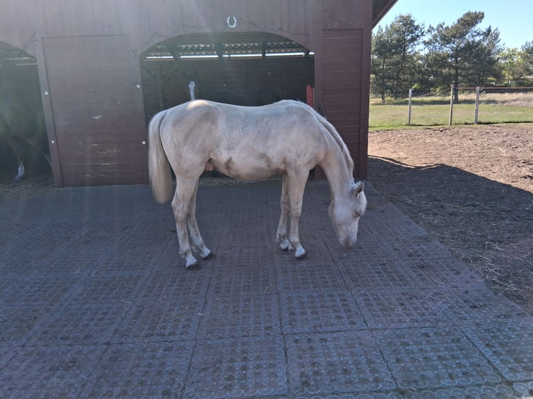Caballo cuarto de milla Mestizo Semental 1 año 152 cm Champán in Lorup