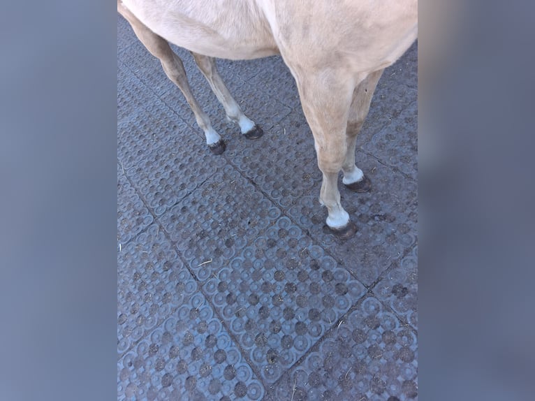 Caballo cuarto de milla Mestizo Semental 1 año 152 cm Champán in Lorup