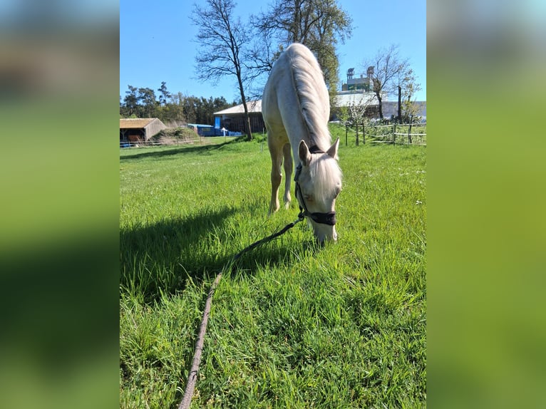 Caballo cuarto de milla Mestizo Semental 1 año 152 cm Champán in Lorup
