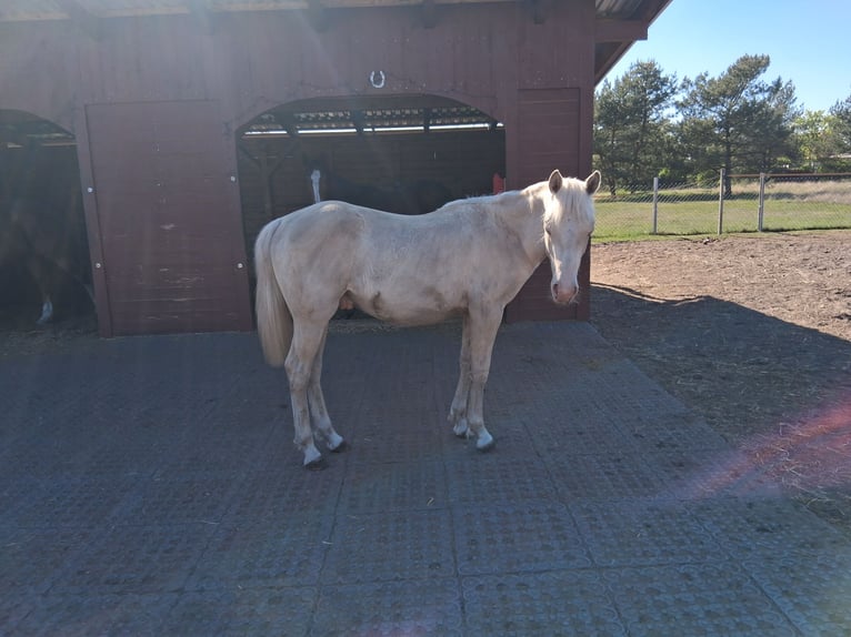 Caballo cuarto de milla Mestizo Semental 1 año 152 cm Champán in Lorup