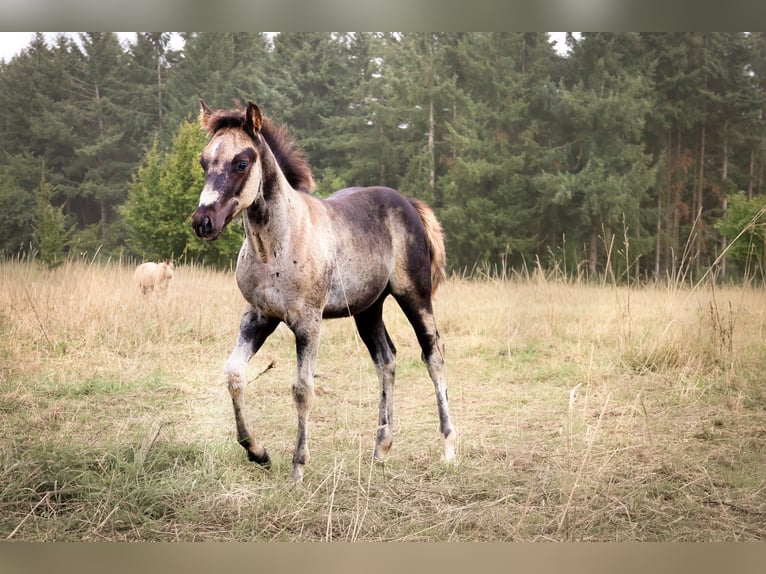 Caballo cuarto de milla Semental 1 año 152 cm Negro in Niederscheidweiler