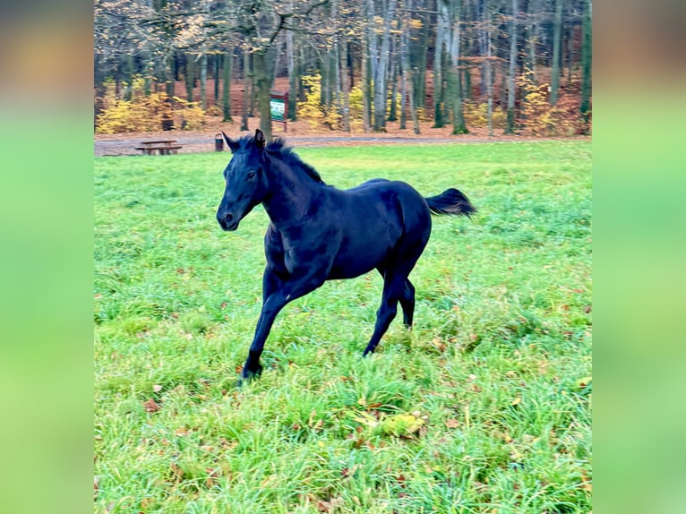 Caballo cuarto de milla Semental 1 año 152 cm Negro in Skrzyszów