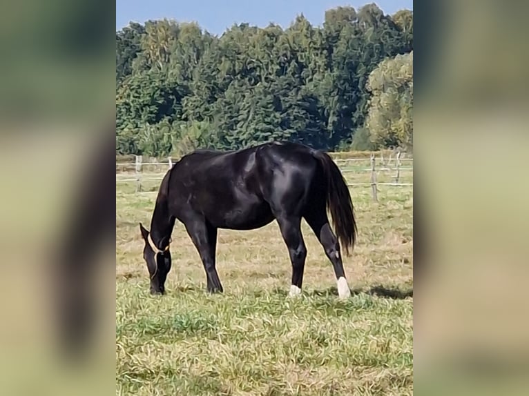 Caballo cuarto de milla Semental 1 año 152 cm Negro in Celle