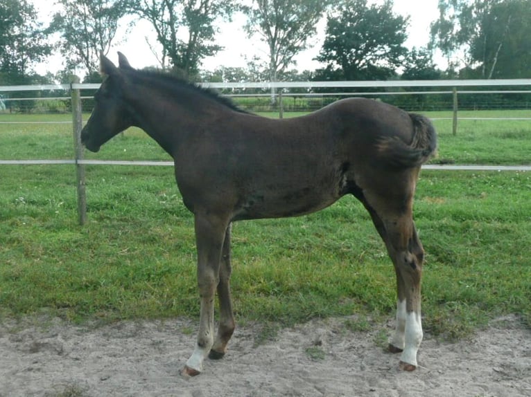 Caballo cuarto de milla Semental 1 año 152 cm Negro in Celle
