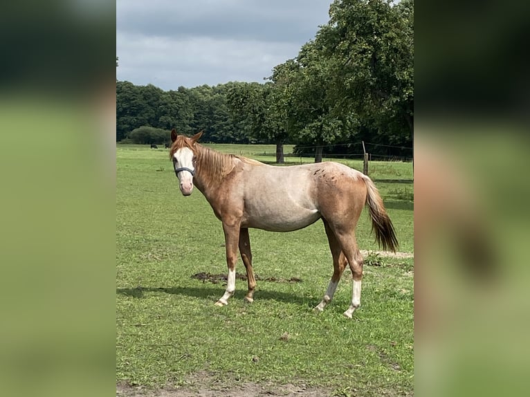 Caballo cuarto de milla Semental 1 año 152 cm Ruano alazán in Kl&#xF6;tze