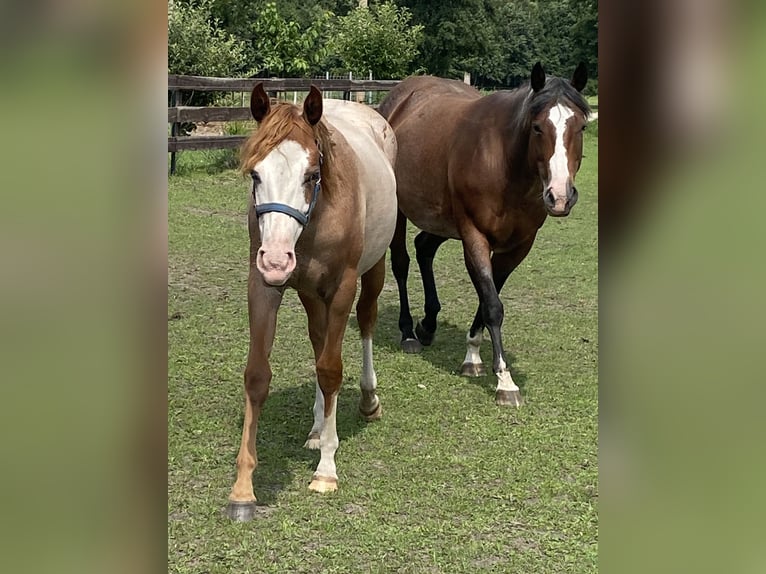 Caballo cuarto de milla Semental 1 año 152 cm Ruano alazán in Kl&#xF6;tze
