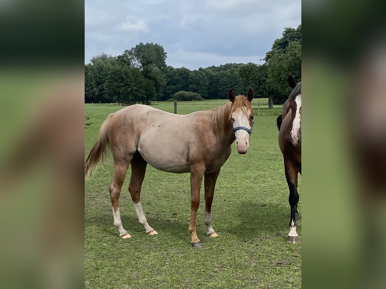 Caballo cuarto de milla Semental 1 año 152 cm Ruano alazán in Kl&#xF6;tze
