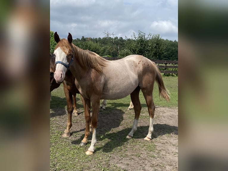 Caballo cuarto de milla Semental 1 año 152 cm Ruano alazán in Kl&#xF6;tze