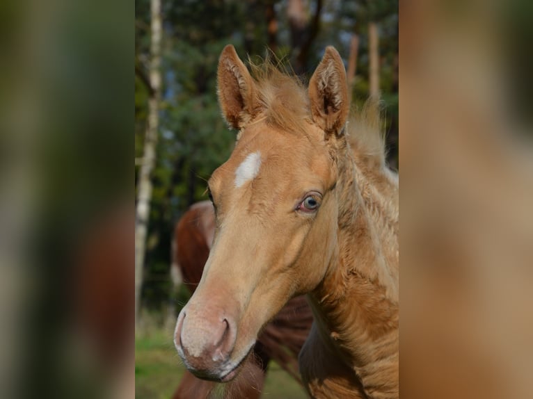 Caballo cuarto de milla Semental 1 año 153 cm Champán in Nordhorn