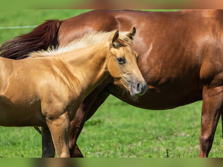 Caballo cuarto de milla Semental 1 año 153 cm Palomino in Dietenheim