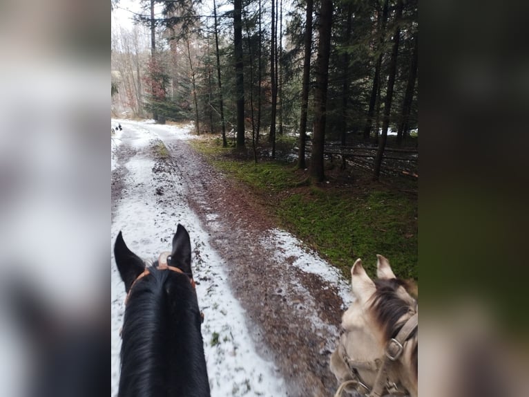 Caballo cuarto de milla Semental 1 año 154 cm Champán in Fichtenau