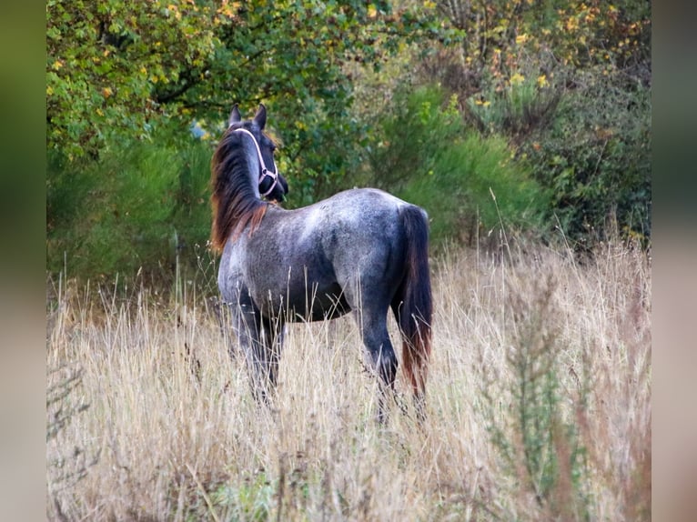 Caballo cuarto de milla Semental 1 año 154 cm Ruano azulado in Breitenbach