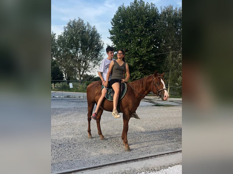 Caballo cuarto de milla Mestizo Semental 1 año 155 cm Alazán in Gottolengo