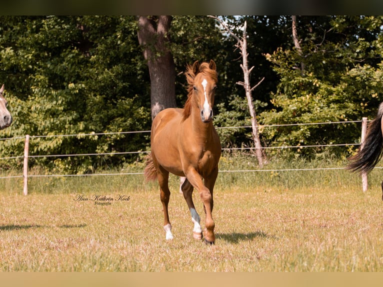 Caballo cuarto de milla Semental 1 año 155 cm Alazán-tostado in Lahn