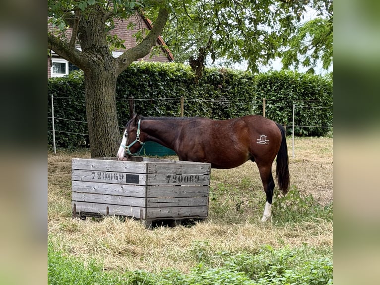 Caballo cuarto de milla Semental 1 año 155 cm Castaño oscuro in Almkerk