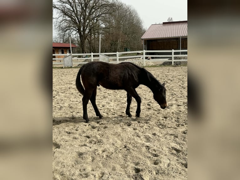 Caballo cuarto de milla Semental 1 año 155 cm Castaño oscuro in Hilsenheim