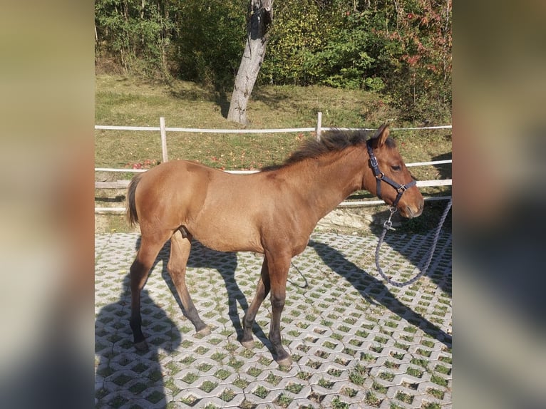 Caballo cuarto de milla Semental 1 año 155 cm Castaño in Wimm