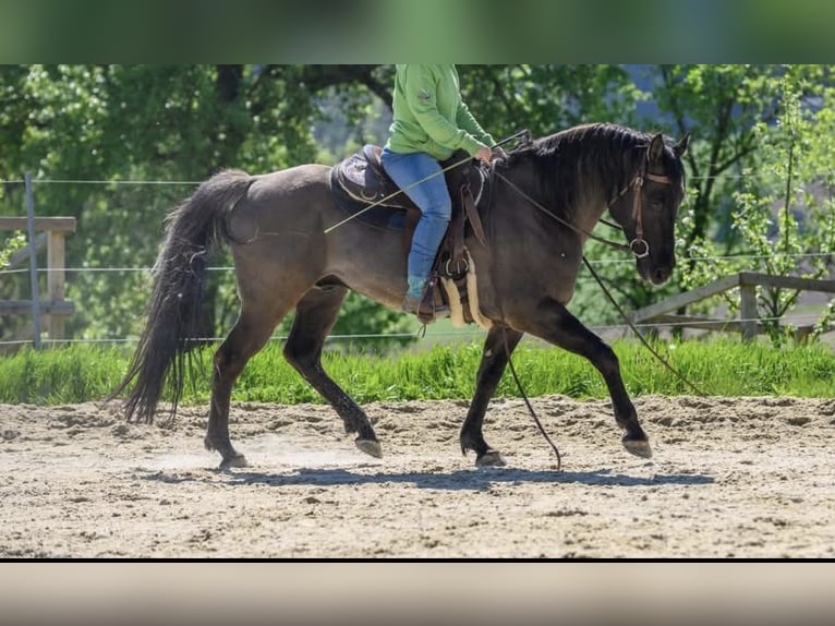 Caballo cuarto de milla Semental 1 año 155 cm Castaño in Wimm