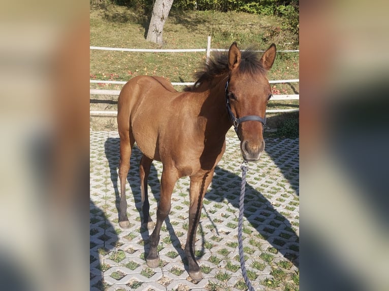 Caballo cuarto de milla Semental 1 año 155 cm Castaño in Wimm