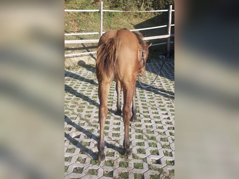 Caballo cuarto de milla Semental 1 año 155 cm Castaño in Wimm