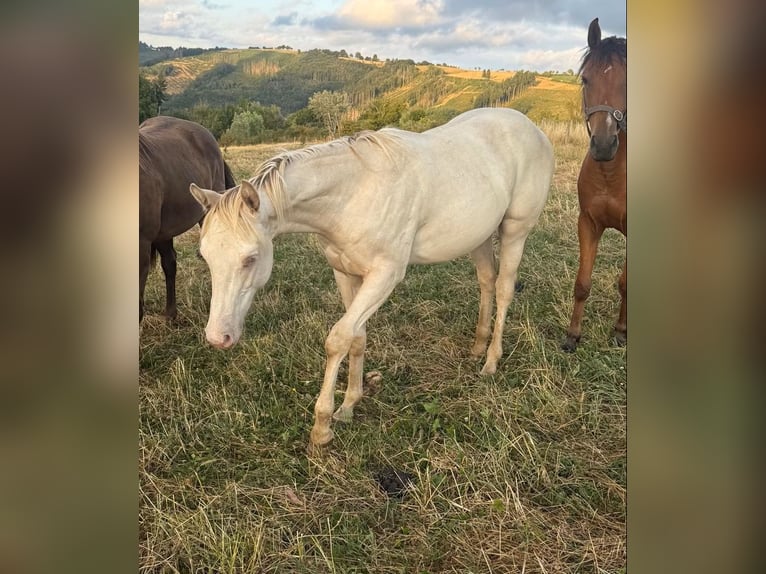 Caballo cuarto de milla Mestizo Semental 1 año 155 cm Champán in Daleiden