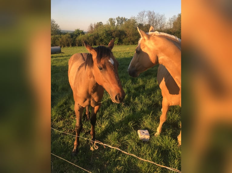 Caballo cuarto de milla Semental 1 año 155 cm Musgo marrón in Petit-Réderching
