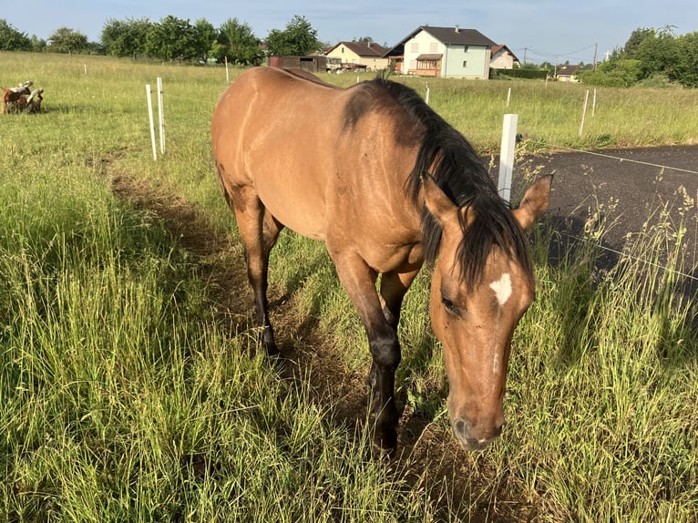 Caballo cuarto de milla Semental 1 año 155 cm Musgo marrón in Petit-R&#xE9;derching