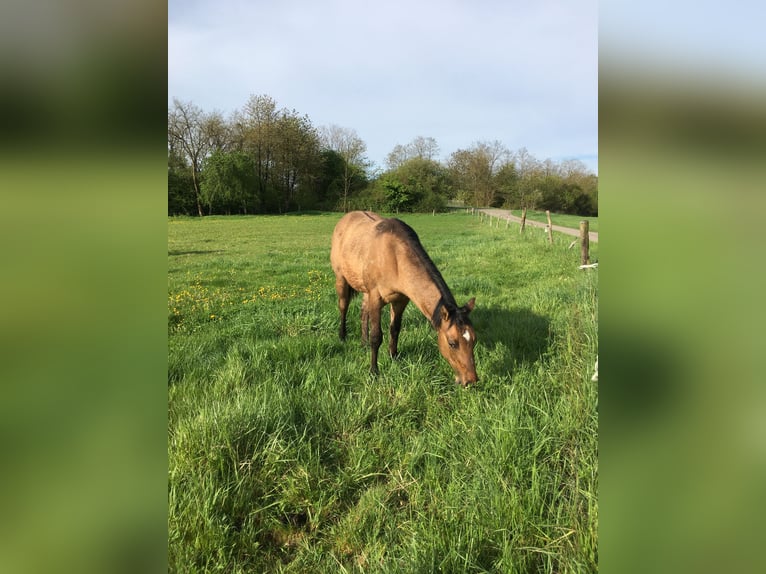 Caballo cuarto de milla Semental 1 año 155 cm Musgo marrón in Petit-Réderching