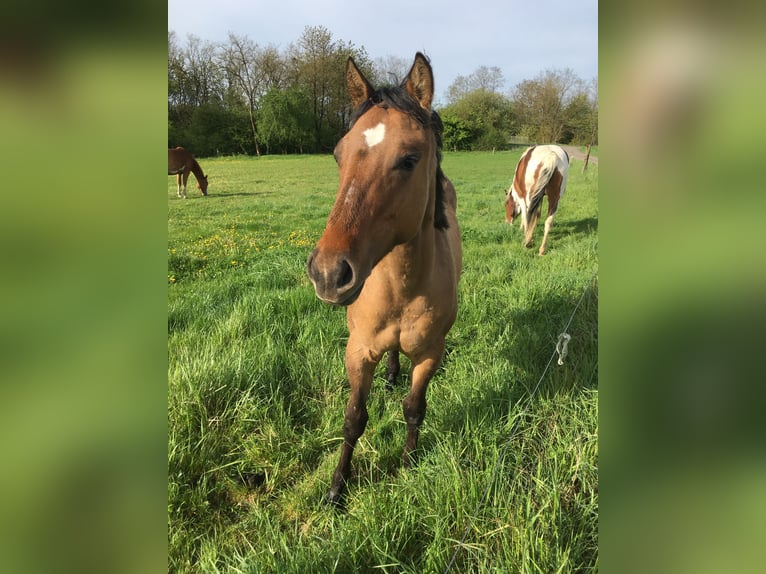 Caballo cuarto de milla Semental 1 año 155 cm Musgo marrón in Petit-Réderching