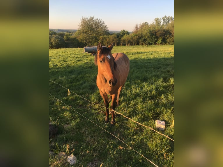 Caballo cuarto de milla Semental 1 año 155 cm Musgo marrón in Petit-Réderching