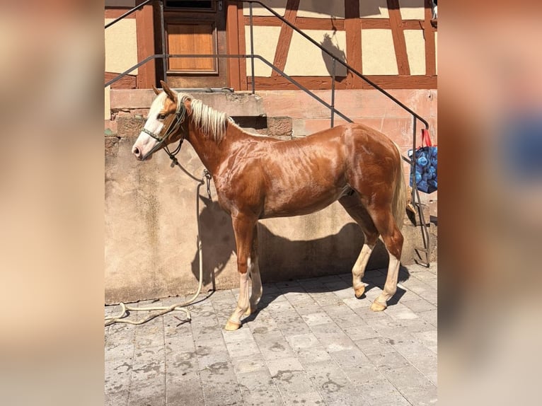 Caballo cuarto de milla Semental 1 año 155 cm Palomino in Rheinau