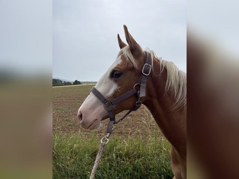Caballo cuarto de milla Semental 1 año 155 cm Palomino in Rheinau
