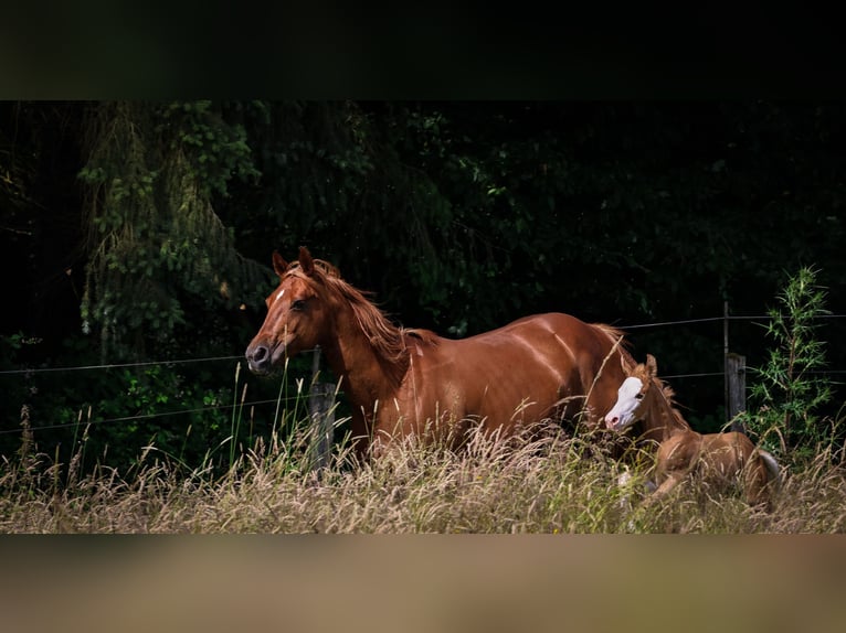 Caballo cuarto de milla Semental 1 año 155 cm Palomino in Rheinau