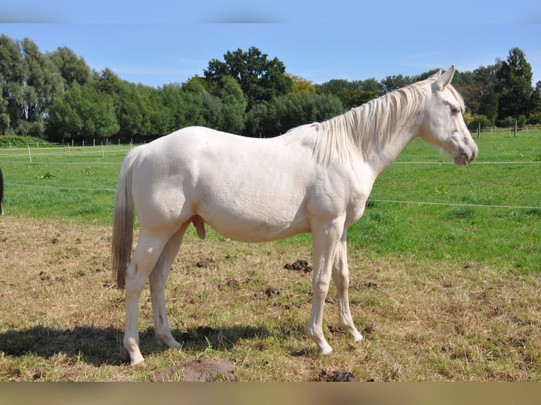 Caballo cuarto de milla Semental 1 año 158 cm Champán in Bückeburg Evesen Caballo cuarto de milla Semental 1 año 158 cm Champán in Bückeburg Evesen