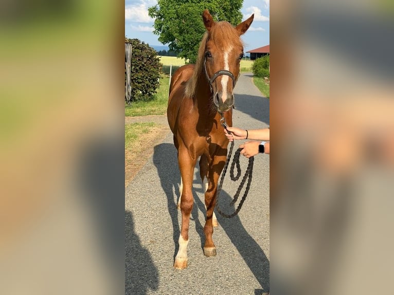 Caballo cuarto de milla Semental 1 año 160 cm Alazán in Altenstadt an der Waldnaab