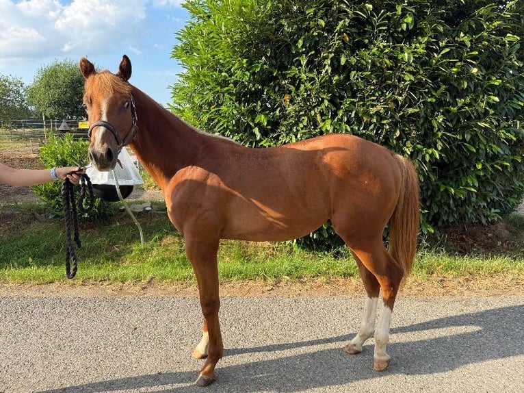 Caballo cuarto de milla Semental 1 año 160 cm Alazán in Kirchendemenreuth