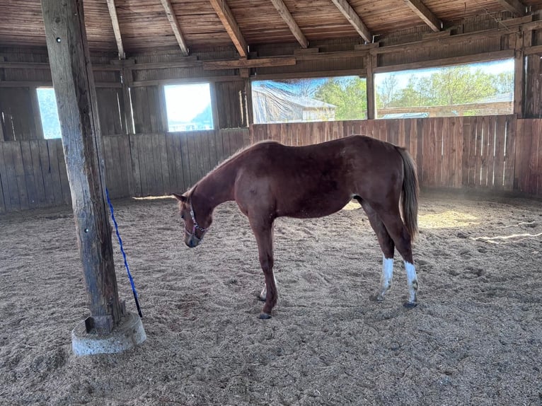 Caballo cuarto de milla Semental 1 año 160 cm Alazán in Kirchendemenreuth