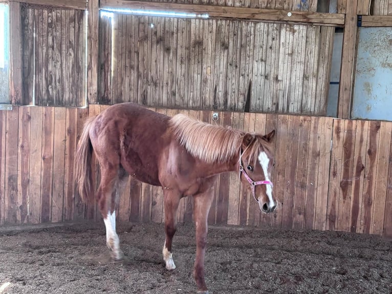 Caballo cuarto de milla Semental 1 año 160 cm Alazán in Kirchendemenreuth