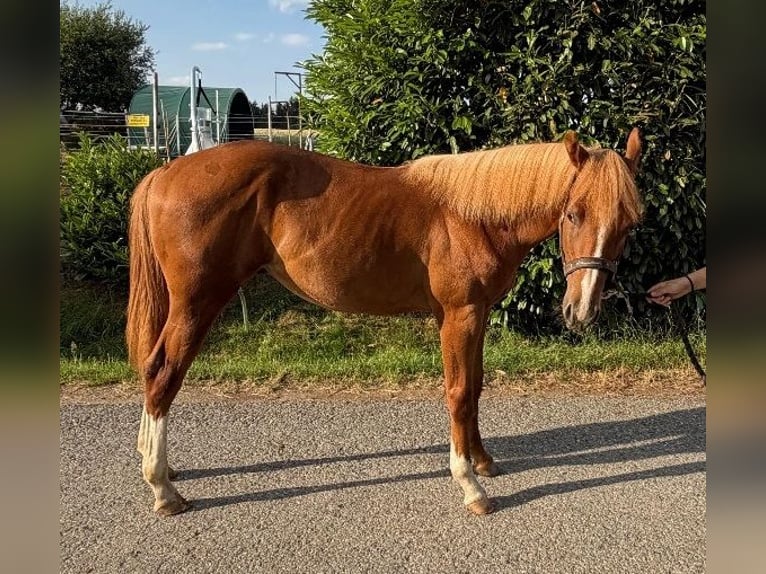 Caballo cuarto de milla Semental 1 año 160 cm Alazán in Kirchendemenreuth