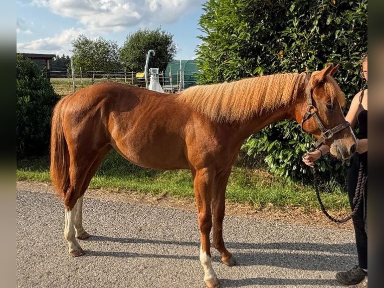 Caballo cuarto de milla Semental 1 año 160 cm Alazán in Kirchendemenreuth