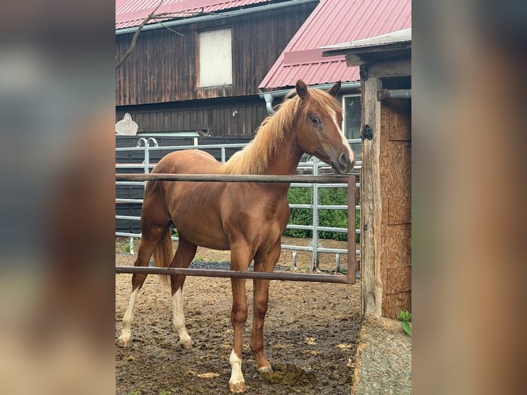 Caballo cuarto de milla Semental 1 año 160 cm Alazán in Kirchendemenreuth