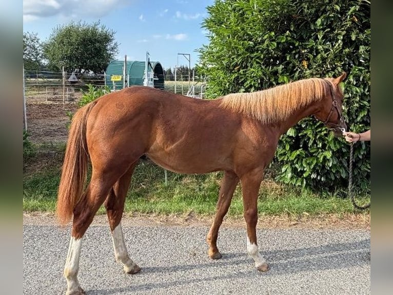 Caballo cuarto de milla Semental 1 año 160 cm Alazán in Kirchendemenreuth