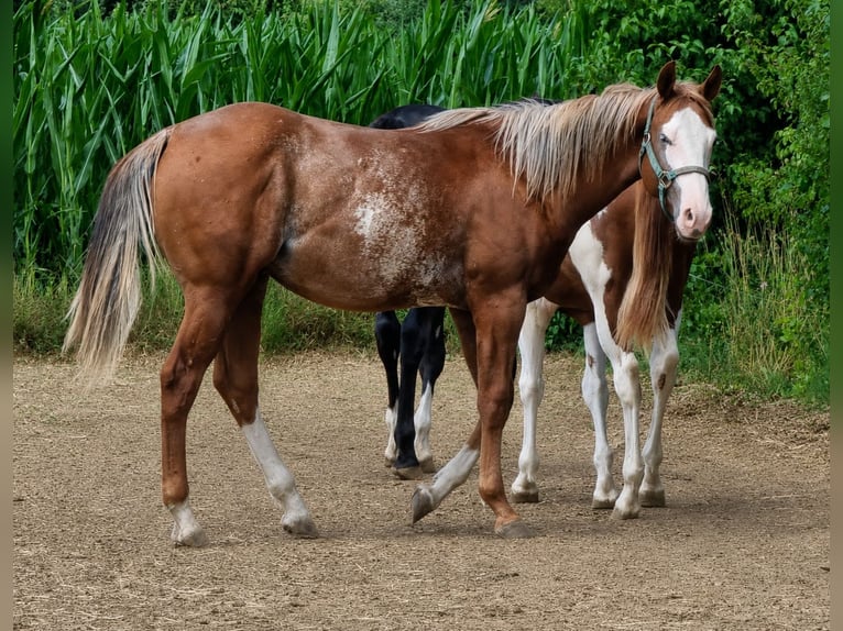 Caballo cuarto de milla Semental 1 año 160 cm Alazán in Langenau
