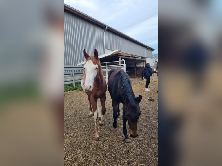 Caballo cuarto de milla Semental 1 año 160 cm Alazán in Langenau