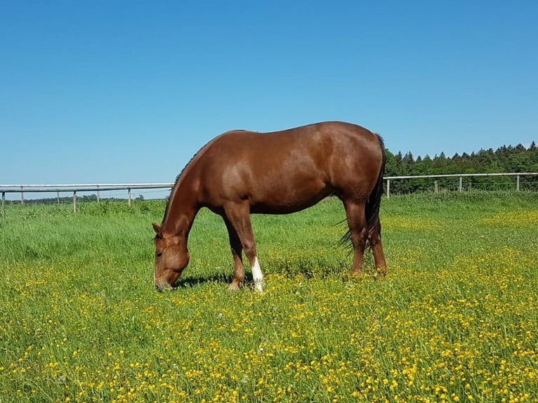 Caballo cuarto de milla Semental 1 año 160 cm Grullo in Altenmarkt an der Alz