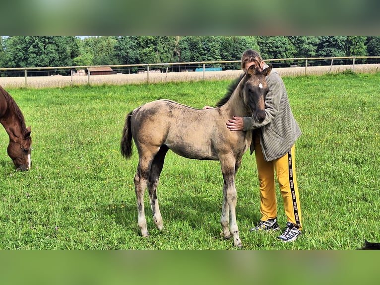 Caballo cuarto de milla Semental 1 año 160 cm Grullo in Altenmarkt an der Alz