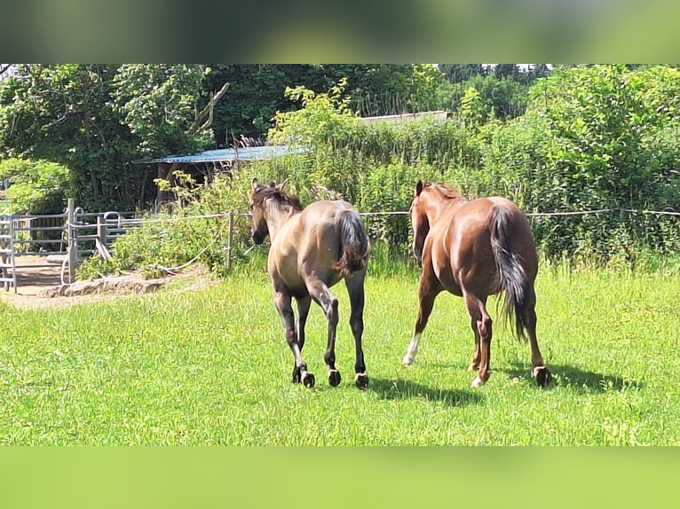 Caballo cuarto de milla Semental 1 año 160 cm Grullo in Altenmarkt an der Alz