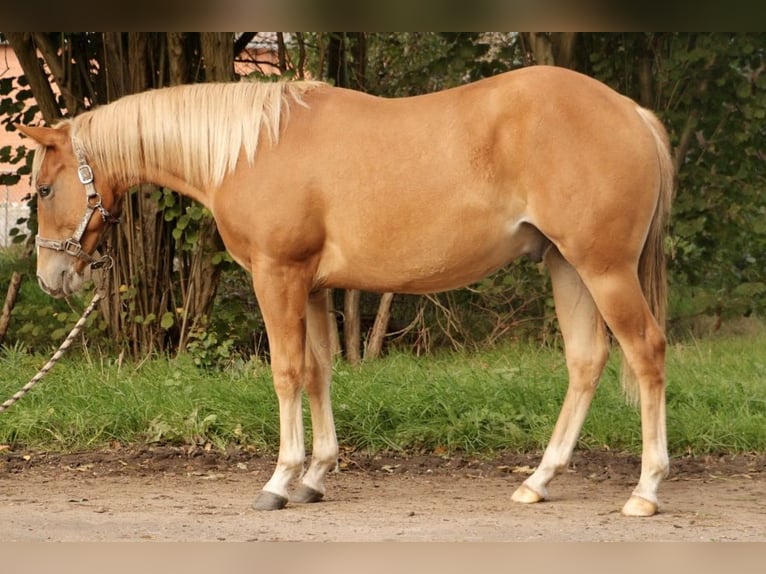 Caballo cuarto de milla Semental 1 año Alazán in Haren